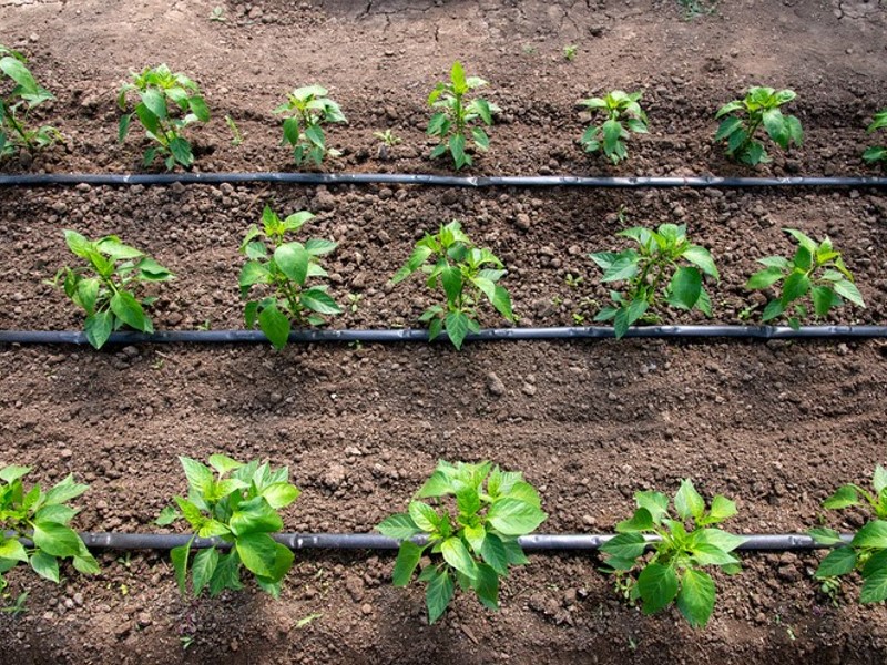 Kapljične cijevi za zalijevanje omogućuju kontrolirano i ciljano zalijevanje
