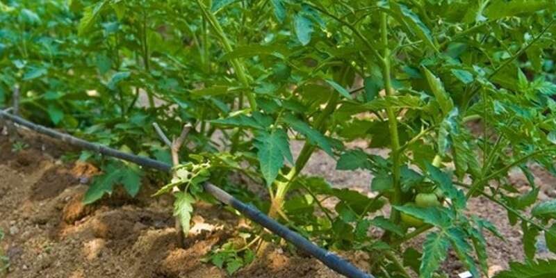 Kapljični sustavi za navodnjavanje