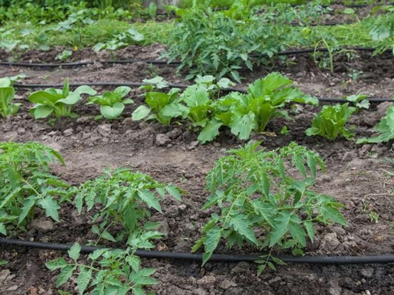 Kapljični sustavi za navodnjavanje su najbolja metoda za zalijevanje vrta
